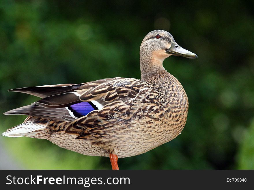 Duck with blue mark on wings