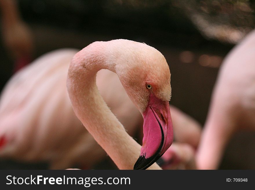 Flamingo head, with flamingos in the background