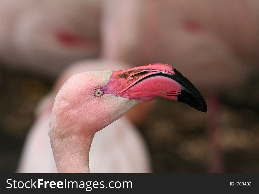 Flamingo looking up, with flamingos in the background