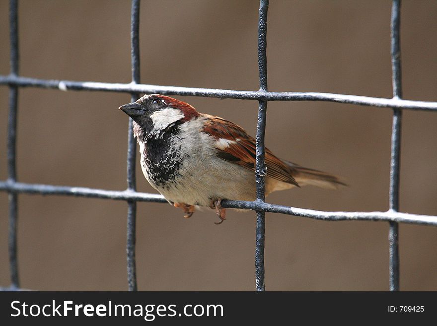 House Sparrow Looking Up