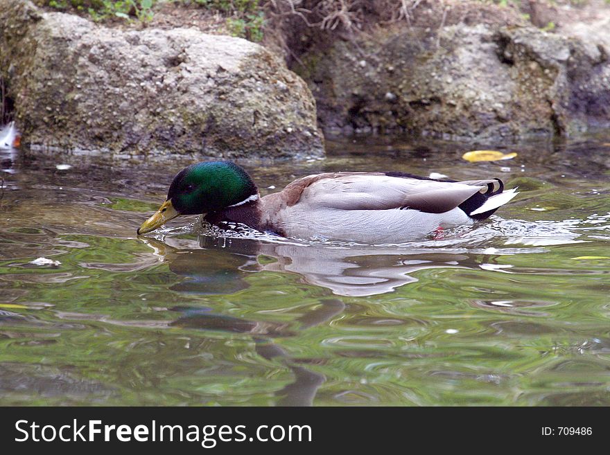 Swimming Duck