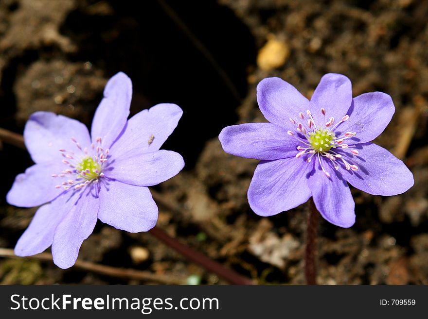 Spring Flowers In A Garden.