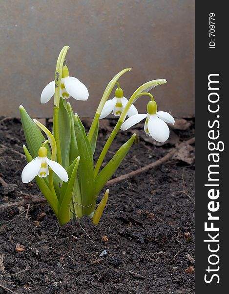 White primroses