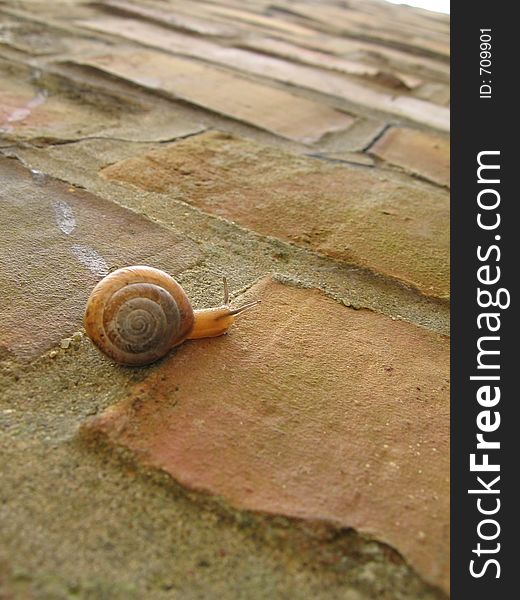 Snail on the wall