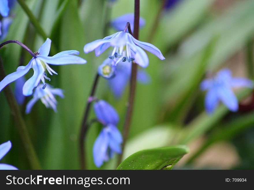 Close up of bluebells