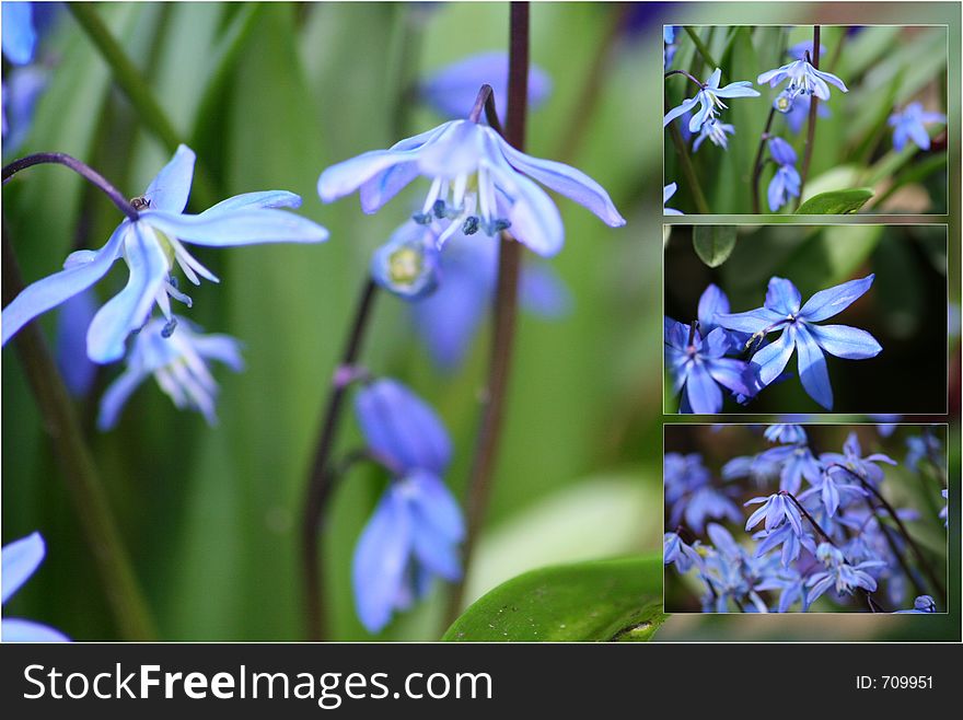 Selection of bluebell images. Selection of bluebell images