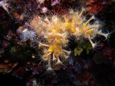 Sunset Cup Coral Royalty Free Stock Photo Sunset Cup Coral Royalty Free Stock Photo