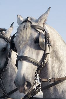 Horse Stock Photography Horse Stock Photography