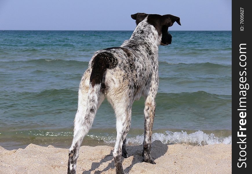 One dog looks at the sea