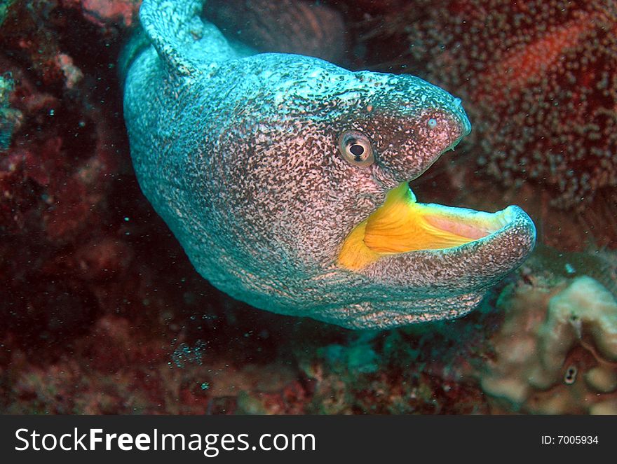 Small murene in the coral reef