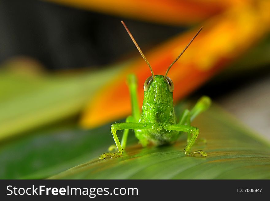 A grasshopper looking at me while I'm taking the shots.