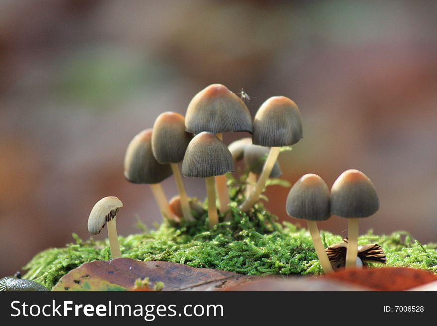 Small mushrooms in the forest, bokeh