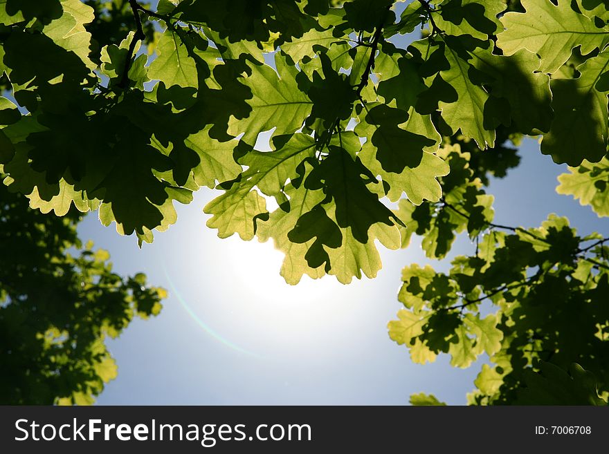 Backlit leaves of oak on blue sky