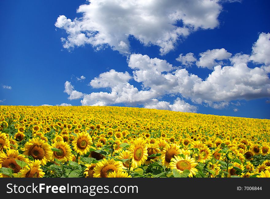 Sunflower field over cloudy blue sky. Sunflower field over cloudy blue sky
