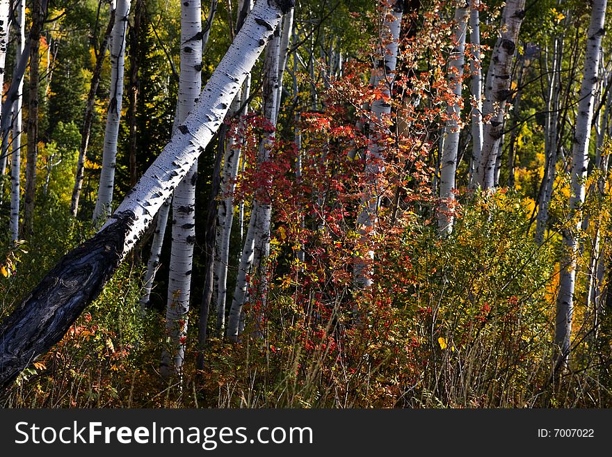 Fall colors on a high mountain meadow. Fall colors on a high mountain meadow