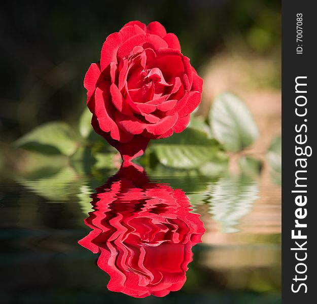 Red rose reflecting in water