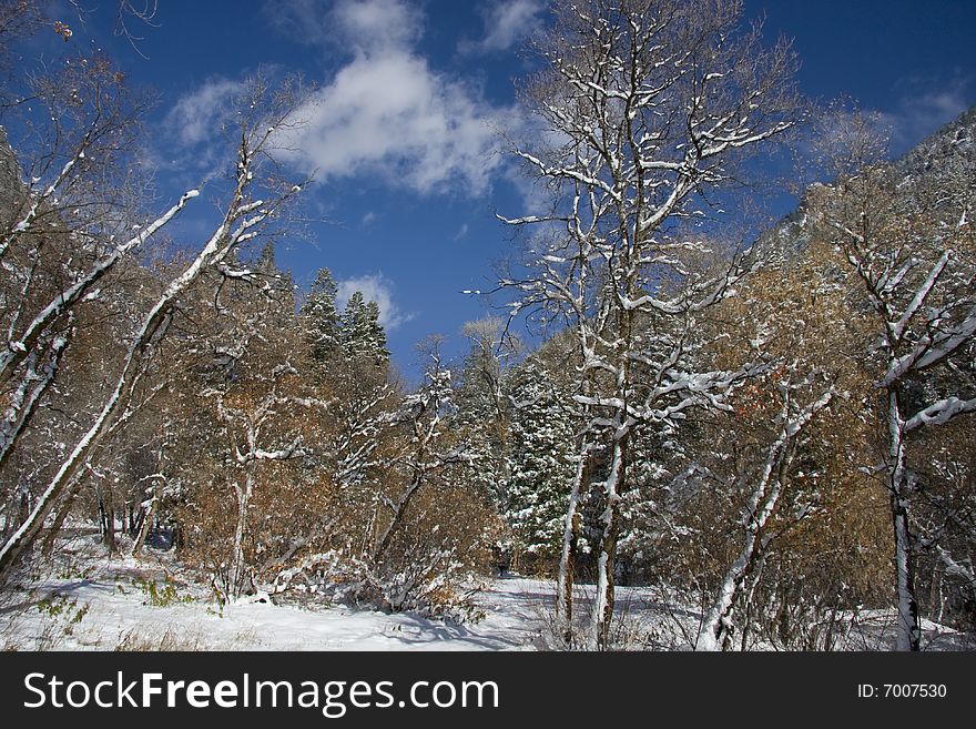 View of pine trees right after a snow storm  with deep blue sky's. View of pine trees right after a snow storm  with deep blue sky's