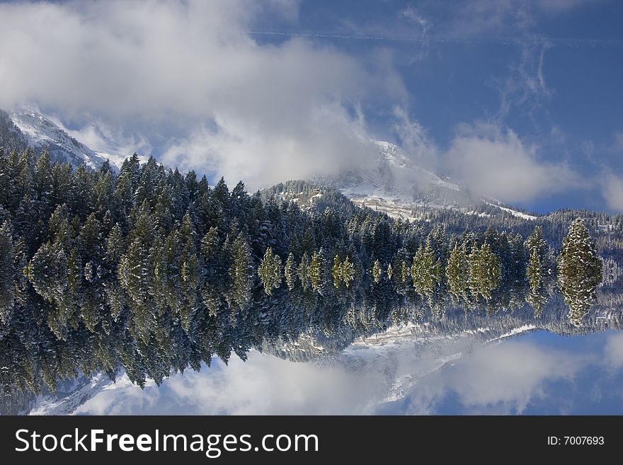 View of pine trees right after a snow storm With a wood fence in the foreground with deep blue sky's. View of pine trees right after a snow storm With a wood fence in the foreground with deep blue sky's