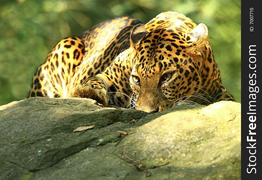 Leopard is looking, the charismatic face and ferocious eye