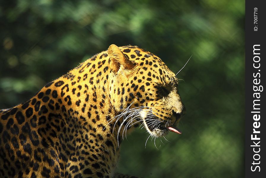 Leopard is looking, the charismatic face and ferocious eye