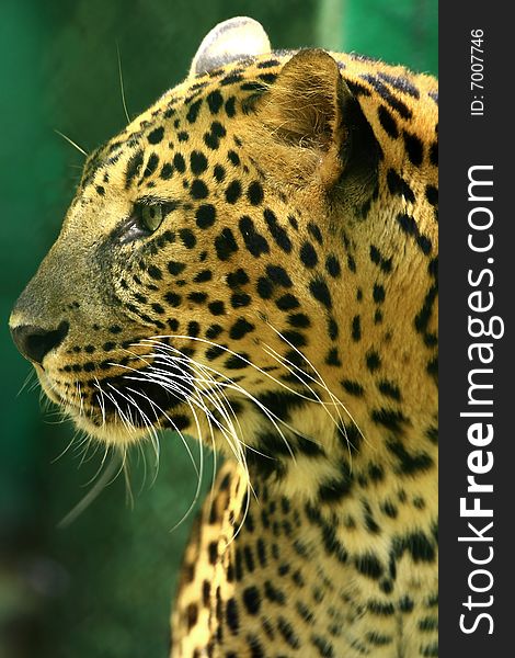 Leopard is looking, the charismatic face and ferocious eye