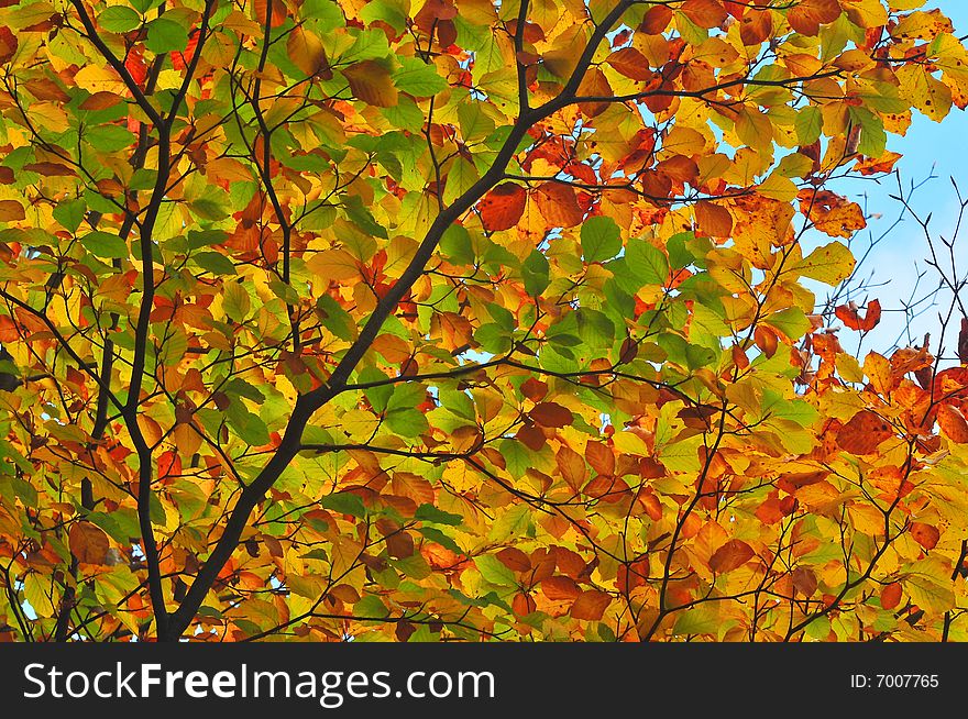 Colorful branch of tree in autumn