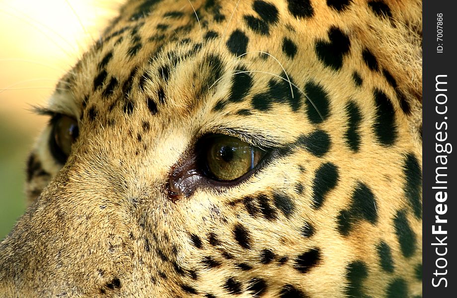 Leopard is looking, the charismatic face and ferocious eye