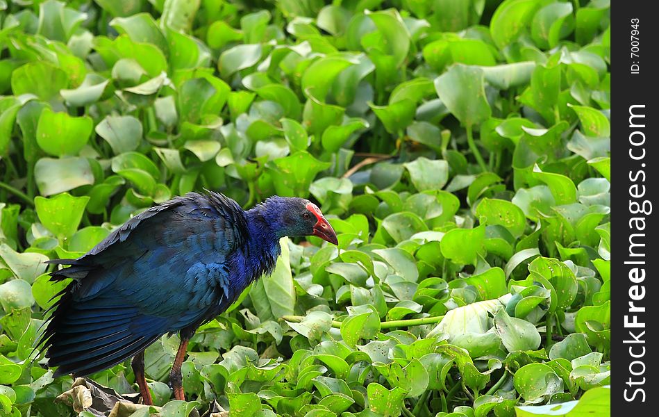 A Swamphen on the water body