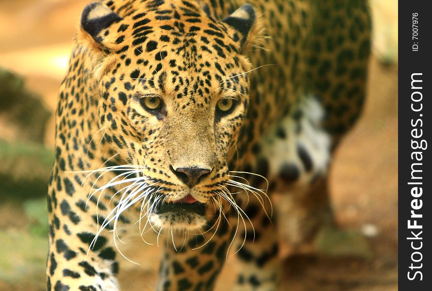 Leopard is looking, the charismatic face and ferocious eye