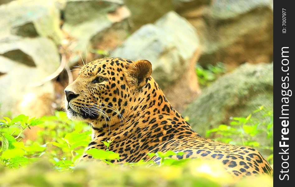 Leopard is looking, the charismatic face and ferocious eye