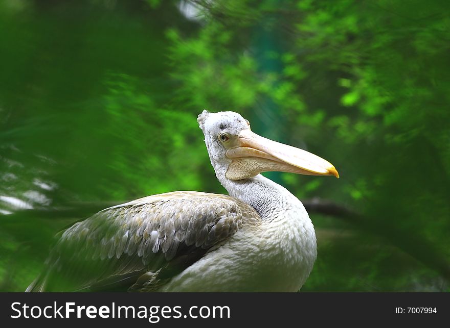 A pelican is any of several very large water birds with a distinctive pouch under the beak belonging to the bird family Pelecanidae.