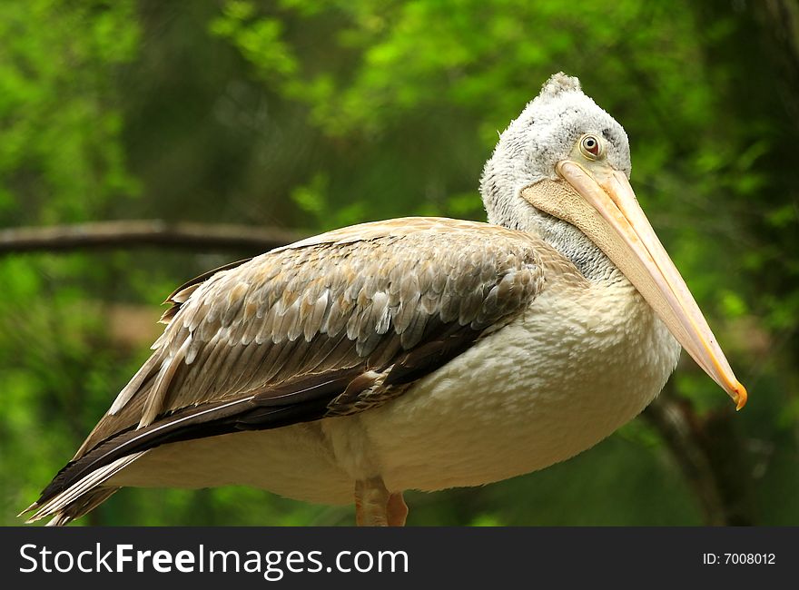 A pelican is any of several very large water birds with a distinctive pouch under the beak belonging to the bird family Pelecanidae.