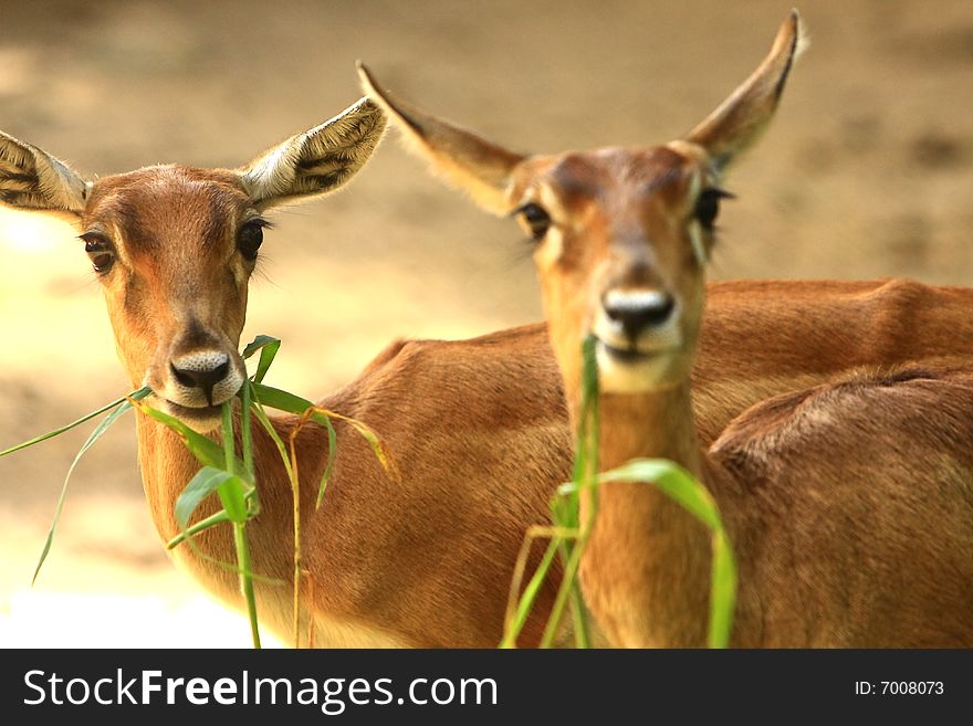 Deer stroling around and looked so innocent