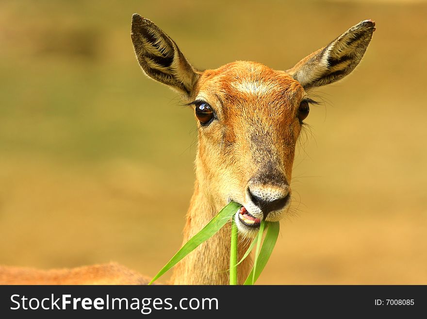 Deer stroling around and looked so innocent