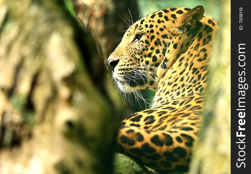 Leopard is looking, the charismatic face and ferocious eye