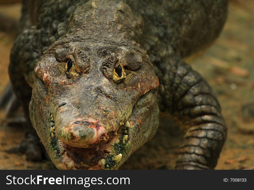 This crocodile was just is enjoying the early morning sun. The Slow and Silent movement is dangerously amazing