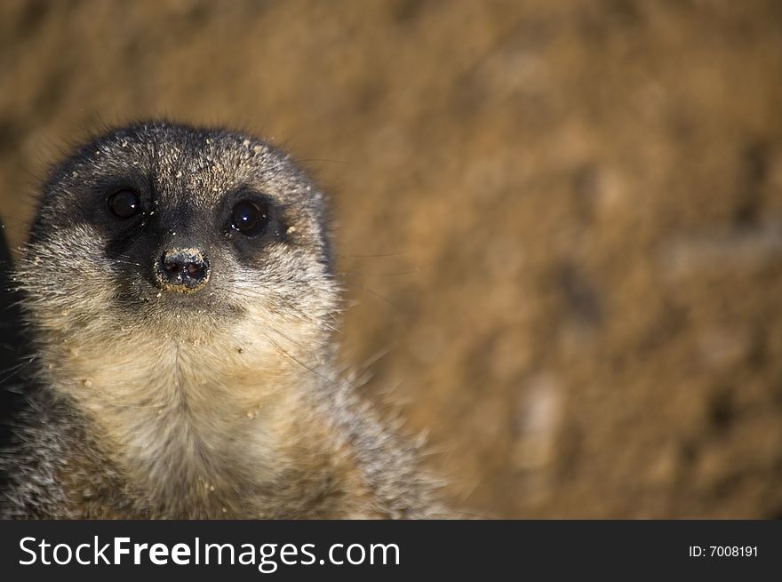 Close up of a beautiful meerkat in London Zoo.