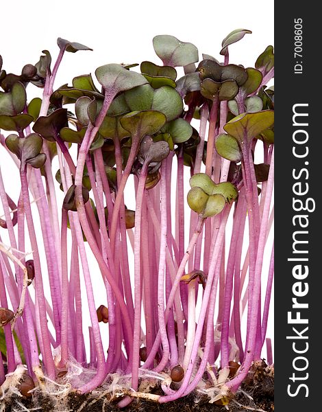 Closeup of a row of red cabbage sprouts