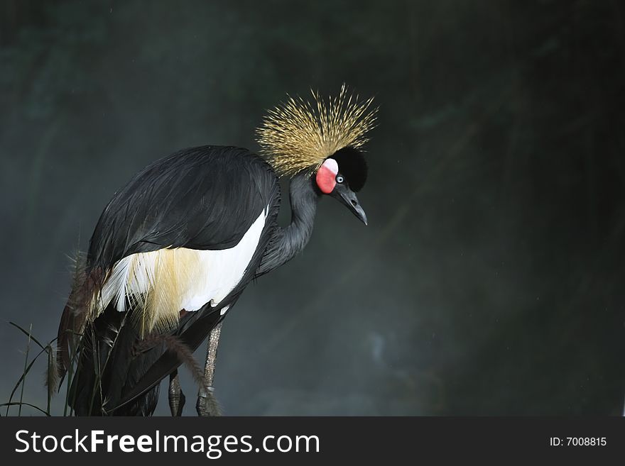 Crowned crane is one of the most beautiful birds.