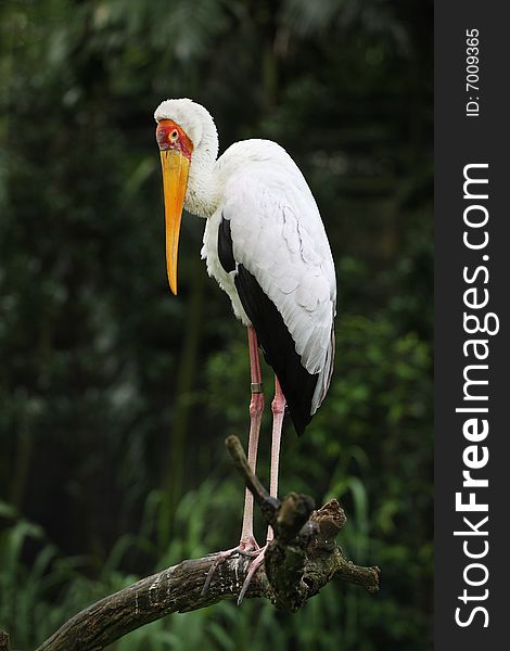 Saddlebill stork has very grace posture.