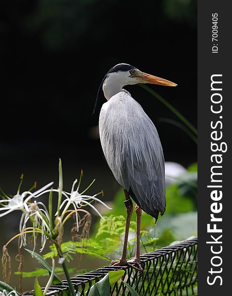 Demoiselle crane can freely travel within the park.