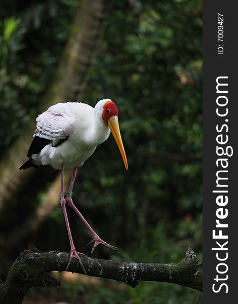 Saddlebill stork has a very graceful gesture.