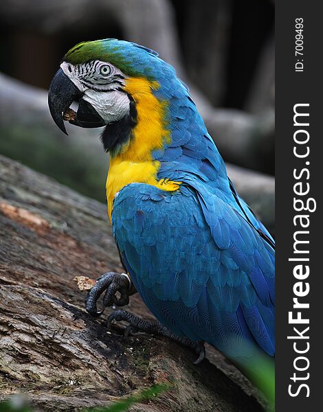 Colorful parrot in Singapore bird park.