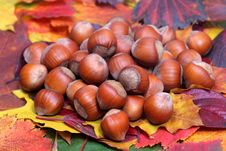 Nuts And Autumn Leaves. Stock Photography Nuts And Autumn Leaves. Stock Photography