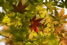 Autumn Leaves Background Stock Photos Autumn Leaves Background Stock Photos