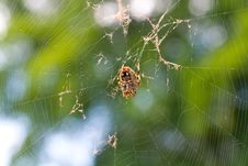 Spider On His Web Stock Image