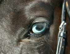 A Detail Of A Horse Eye Stock Photo A Detail Of A Horse Eye Stock Photo