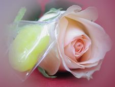 Soft Effect Of Candy And Rose Royalty Free Stock Photos Soft Effect Of Candy And Rose Royalty Free Stock Photos