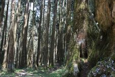 Cypress Fir Forest Royalty Free Stock Images