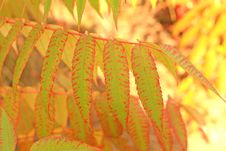 Sumac Leaves Stock Photography Sumac Leaves Stock Photography